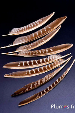 Faisan commun pointu rachis doré - 18-22 cm - naturel